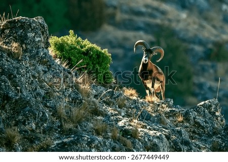 Specimen of Mouflon on the run, in the Cazorla, Segura and Las Villas natural park.