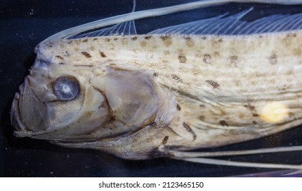 Specimen Of Oarfish, A Deep-sea Fish