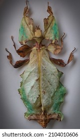 Specimen Of A Phylliidae Walking Leaf 