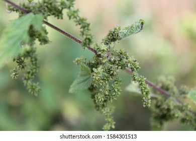 A Specimen Sample Of Clearweed Growing In Ontario Canada.