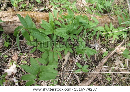 A specimen sample of False Soloman Seal growing in Ontario Canada.
