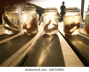 Specimen of sea fish preserved in glass jars at the open-air museum, jarred animals in a scientific collection of ichthyology museum. Kung Krabaen, Chanthaburi, Thailand. Selective focus.