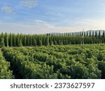 Specimen Trees and Shrubs growing on a nursery in Pistoia, Tuscany, Italy