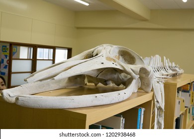 A specimen of a whale bone