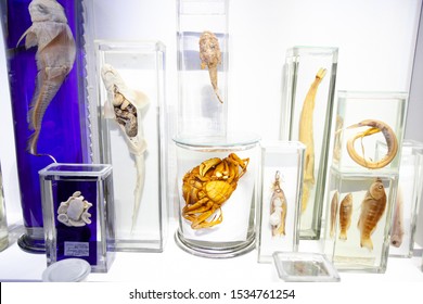 Specimens of fish and other sea animals in formaldehyde jars. - Shutterstock ID 1534761254
