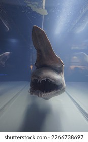 Specimens of Goblin shark Mitsukurina owstoni