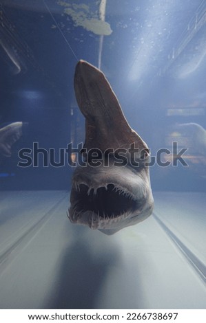 Specimens of Goblin shark Mitsukurina owstoni Stock photo © 