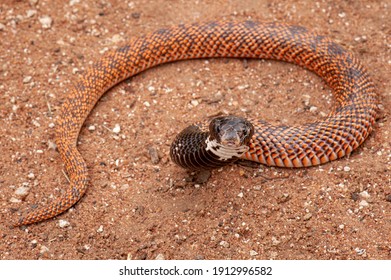 Speckeld Shield Nose Cobra Red Morph Stock Photo 1912996582 | Shutterstock