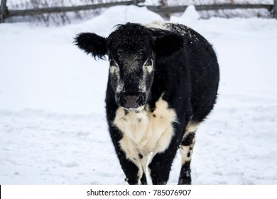 5,081 Cows canada Stock Photos, Images & Photography | Shutterstock