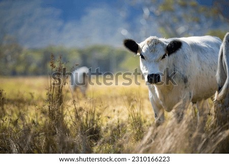 Speckle park cow in a field on at agricultural farm