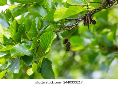 Speckled alders spread their seed through cone-like structures.
