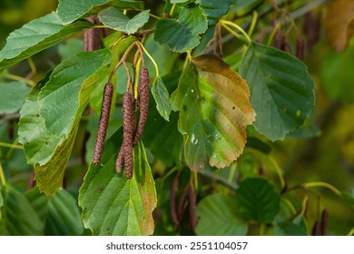 Speckled alders spread their seed through cone-like structures.