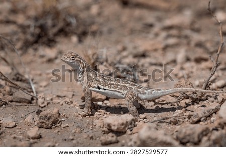 Speckled earless lizard found a short distance from the UFO crash (skip) site associated with the Roswell Incident 