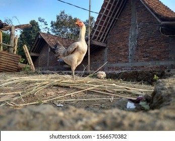 Speckled Free Range White Hen And Her Newly Hatched Chickens