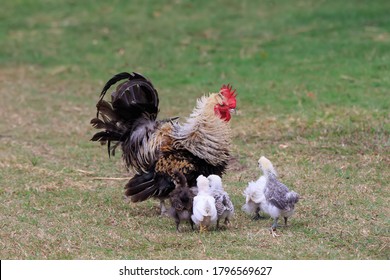 Speckled Free Range White Hen And Her Newly Hatched Chickens.