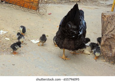 Speckled Free Range White Hen And Her Newly Hatched Chickens.