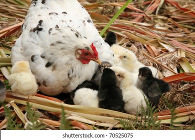 Speckled Free Range White Hen And Her Newly Hatched Chickens.