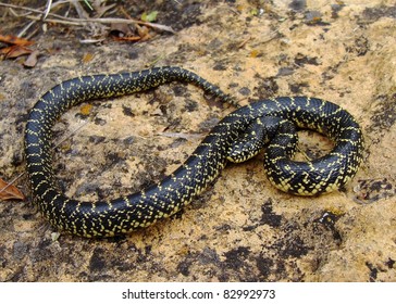 83 Speckled Kingsnake Images, Stock Photos & Vectors | Shutterstock