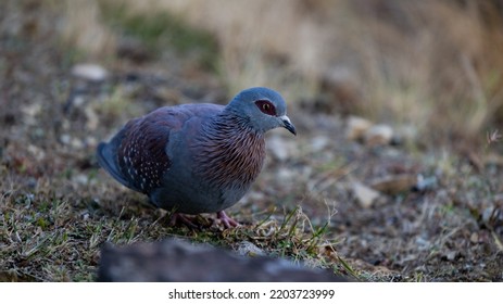 A Speckled Pigeon Close Up