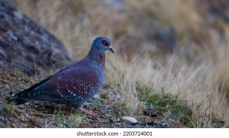 A Speckled Pigeon Close Up