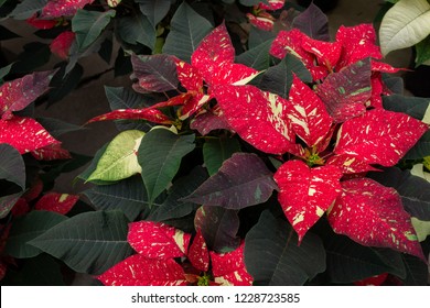 5,324 Yellow poinsettias Images, Stock Photos & Vectors | Shutterstock