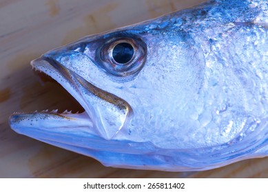 Speckled Sea Trout Fish Face Closeup