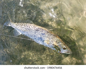 A Speckled Sea Trout With A Gold Spoon In The Corner Of It's Mouth In Clear, Shallow Water Over Seagrass And Sand.