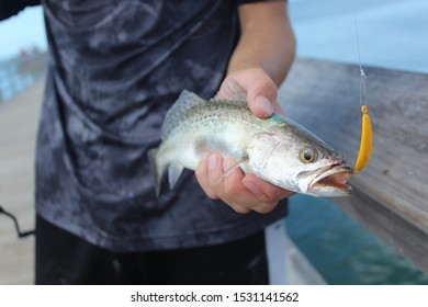 Speckled Sea Trout On A Jig