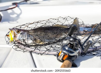 Speckled Trout Fishing In Louisiana Marsh