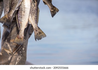 Speckled Trout Fishing In Louisiana Marsh