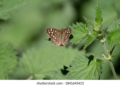 Speckled Wood (Pararge Aegeria) Speckled Wood Butterfly Resting On A Stinging Nettle Leaf With A Natural Green Background