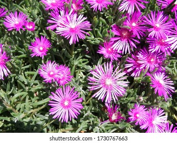 326 Lampranthus spectabilis Images, Stock Photos & Vectors | Shutterstock