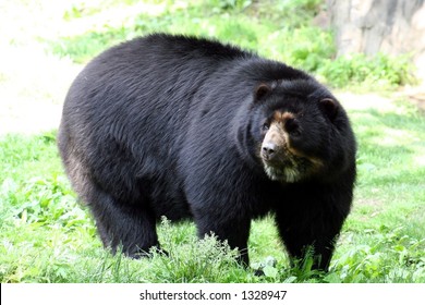 Spectacled Bear