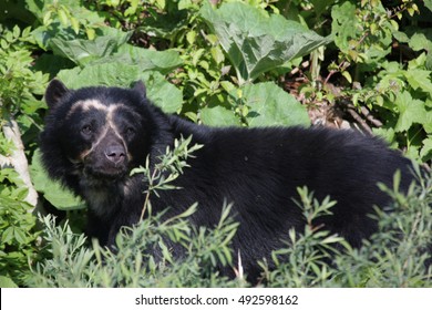 Spectacled Bear