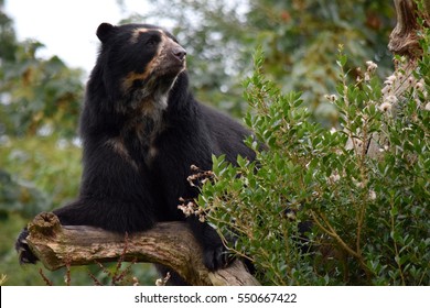 Spectacled Bear