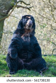 Spectacled Bear