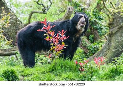 Spectacled Bear