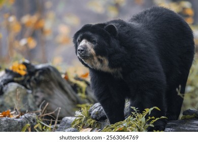 Spectacled bear in a forest setting during autumn, surrounded by colorful foliage.