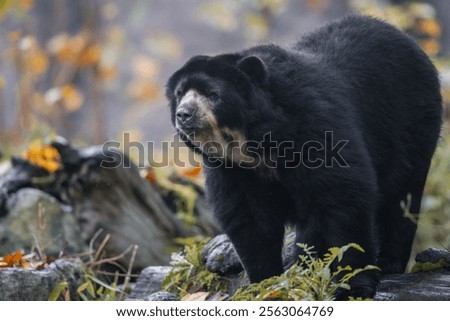 Spectacled bear in a forest setting during autumn, surrounded by colorful foliage.