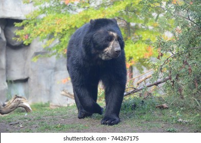 Spectacled Bear (Tremarctos Ornatus)