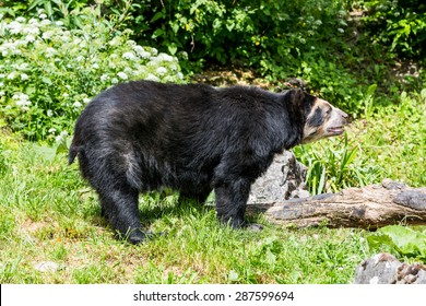 703 Andean bear Images, Stock Photos & Vectors | Shutterstock