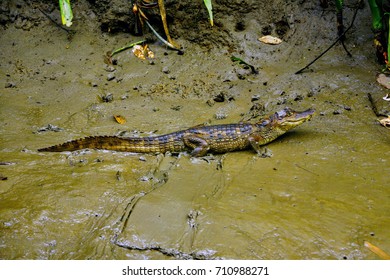 Spectacled Caiman Costa Rica