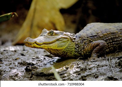 Spectacled Caiman Costa Rica