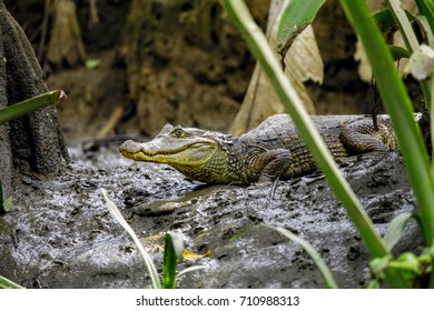 Spectacled Caiman Costa Rica