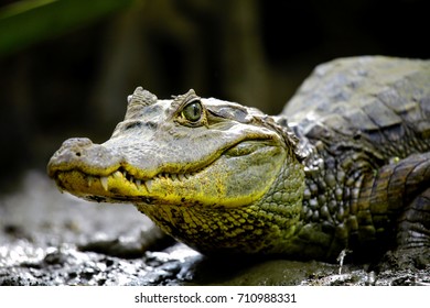 Spectacled Caiman Costa Rica