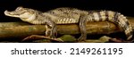 The spectacled caiman (Caiman crocodilus)