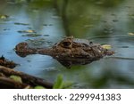 Spectacled caiman - Caiman crocodilus, common crocodile from New World, Gamboa, Panama.