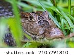 Spectacled caiman (Caiman crocodilus) or Common Caiman, crocodilian reptile found in Refugio de Vida Silvestre Cano Negro, Costa Rica wildlife