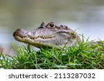 Spectacled caiman (Caiman crocodilus) or Common Caiman, crocodilian reptile found in Refugio de Vida Silvestre Cano Negro, Costa Rica wildlife