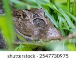 Spectacled caiman (Caiman crocodilus) or Common Caiman, crocodilian reptile, predator in Refugio de Vida Silvestre Cano Negro, Costa Rica wildlife